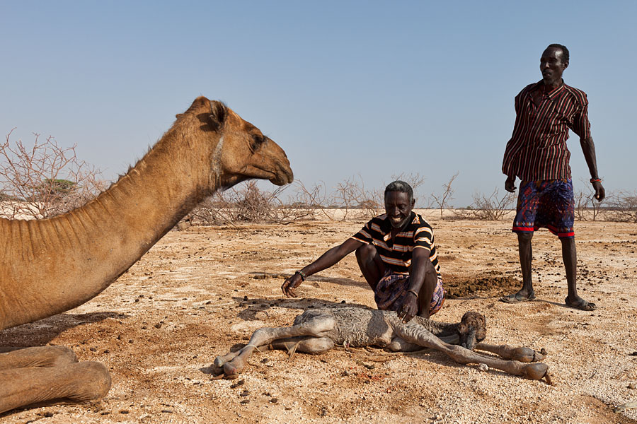Bringing the camelbaby to the mother   Gabra tribe   Kenya